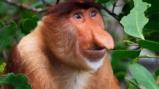 Обезьяна носач