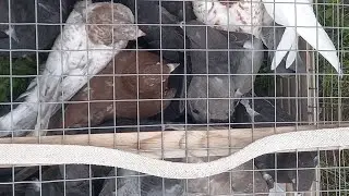 #Pigeons