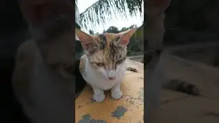 VICKY 1 Year Old Female Cat
