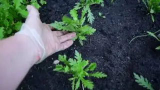 зелень для салата