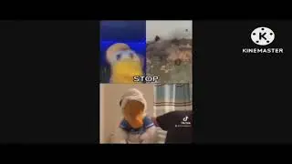 (SEIZURE WARNING) DonaldDucc says Stop Has Gone Crazy