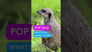 Can you identify this animal?