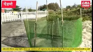 गोवा खबर:मोरजी किनारी ध्वनी प्रदूषणाचा मारा सहन करत 27 रोजी एका सागरी कासवाने 98 अंडी घातली...