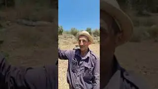 موسم التين في فلسطين قرية رامين بين نابلس وطولكرم
