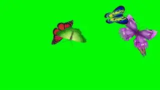 Flower with butterfly flying green screen video effects | green screen