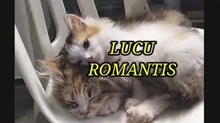 Kucing Lucu, Romantic