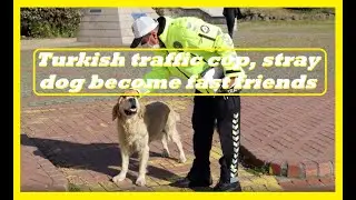 Turkiye’s stray dog become friends with traffic cop