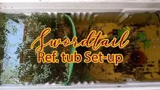 PET - Swordtail in a Ref  tub refrigerator tub Set-up