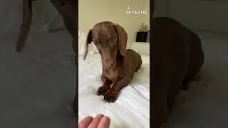 Puppy Playtime Chaos! Endless Cuteness