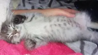 Даже коты впадают в спячку холодной осенью