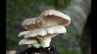 Are mushrooms Decomposers or Detritivores , Producers (Types and Beneficial for Ecosystem)