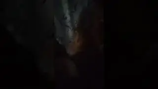 Кот Персик кусается