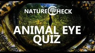 Animal Eye Quiz - Guess Who's Looking At You?