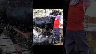 Gigantic bull gets showered on a summer morning