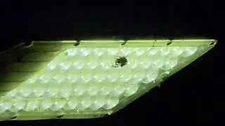 Araña tucumana y su perfecta obra de arte