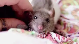 Affectionate little rat / Ласковая крыска