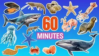 Sea Animal Names for Kids FOR 60 MINUTES | Easy English Ocean Animals FOR KIDS | Learn English
