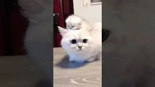 #cute #animeshorts #pet #shortanime #cutekitty #animal