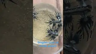 Dragões azuis!