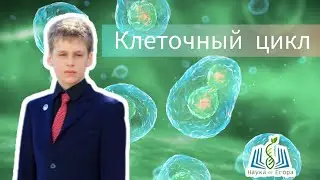 клеточный цикл
