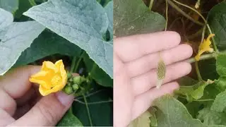 Bitter Melon Timelapse _ Boost Your Vegetables