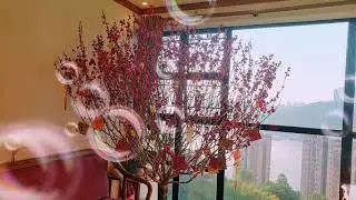 kung hie fat Choi (happy new year)cherry blossom...