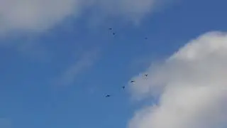 Николаевские голуби. г.Терновка 137.
