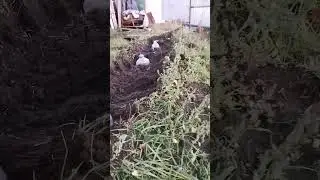 Виноград и смородина - полезное соседство. 