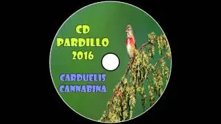 CD Pardillo / Carduelis Cannabina / Common Linnet / 2016