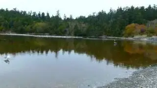 Blue Herons at Witty's Lagoon Bird Sanctuary