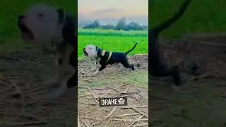 Pitbull dogs best new 2022 || Pitbull dogs fight new video 2022 ||PITBULL DOGS MP3 #pitbulldog