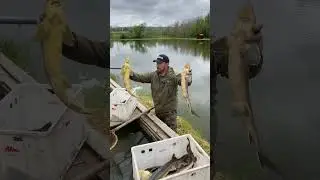 Платная рыбалка, пруд Чёрные камни 23.06.23. Добавили осётрика .
