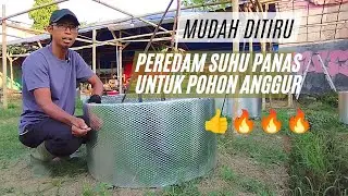 Wajib Disimak, Peredam Suhu Panas Untuk Planter Bag Anggur.