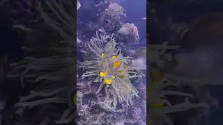 Fish in an aquarium||#shorts #aquarium #fish