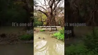 Nature’s INCREDIBLE mangrove Swamp #travel #explore #nature #travelvlog #adventure #tree #fyp #earth