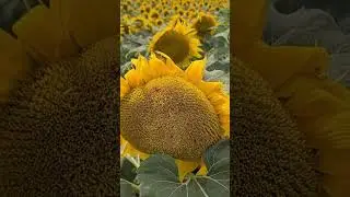 Подсолнухи