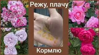 Розы обрезала! Капец конечно, но погнали! 18 августа 2023 г.