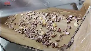 Galic Clove Color Sorting Machine