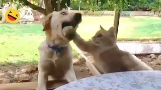 New Funny Animals 🐧 - Dumb action CATS And DOGS 😺🐶 2024
