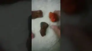 любите ченалыбый😭