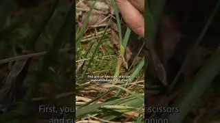 How to Harvest Wild Onions