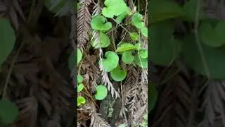The redwood violets have awakened. Spring is on its way.
