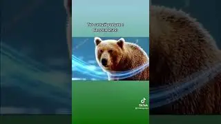 сила тайги, сила реки, сила гор