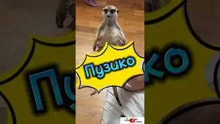 Пузико #meerkat #сурикотики #cat #шпротик