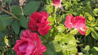 Захотелось красоты,купила черенки роз посадила и вот мой цветник 🌹🌹🌹