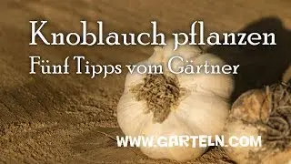 Knoblauch pflanzen - Fünf Tipps vom Gärtner