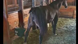 horse pee