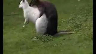 wallabies are they mating??