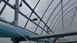 zamonaviy issiqxonalarga ko‘rpa qilish jarayonidan.
