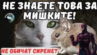 10 ФАКТА ЗА МИШКИТЕ, КОИТО НЕ ЗНАЕТЕ!